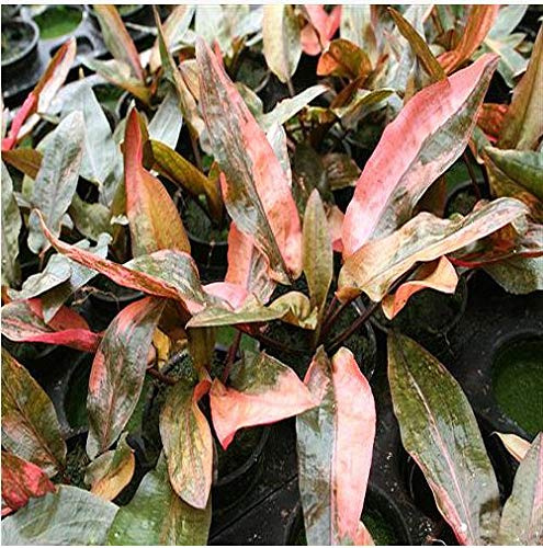 Cryptocoryne wendtii 'Florida Sunset' - 1 Bund Top Raritat