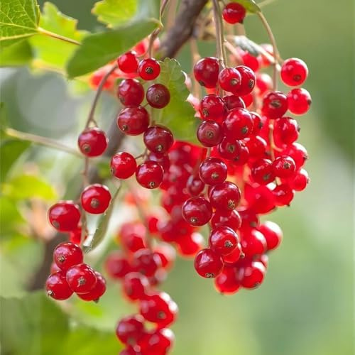 semi di uva spina semi rari da balcone esotiche da giardino roccioso frutto serre balcone frutto nani, resistenti colonnare colonnari di frutteto 250pcs