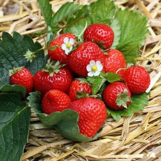 48 x Erdbeeren 'Senga ® Sengana' ® - Fragaria 'Senga ® Sengana' ®