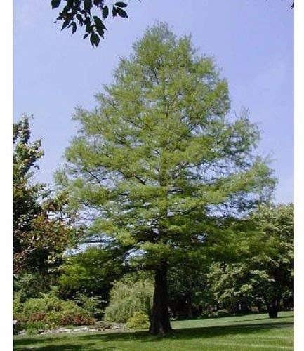 50 Semi Comune Cipresso Calvo, Taxodium distichum, Nord
