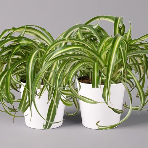 Grünlilie 'Bonnie' mit Keramiktopf Dallas weiß, Topf-Ø 12 cm, 2er-Set