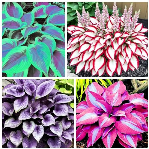Hosta Bulbs Mix- Professional Planting for Stunning Garden Displays-I-8 Bulbs