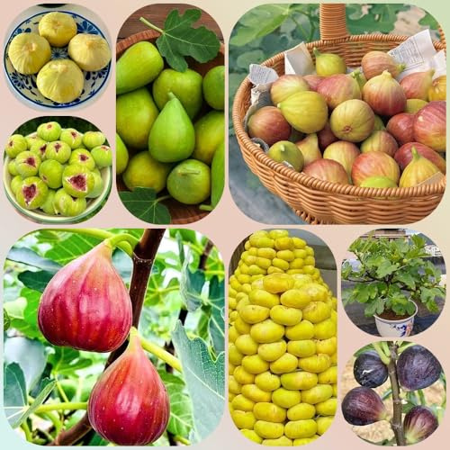 Semillas de higuera, comprar resistentes jardín semillas raras resistentes de exterior semillas para camas elevadas regalos 50pcs