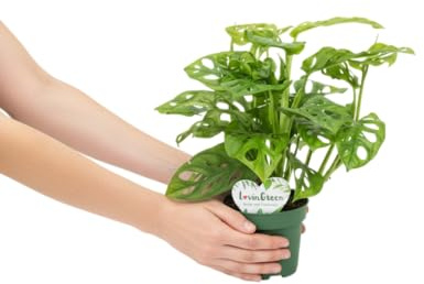DECOALIVE Monstera Adansonii Planta Exótica Ideal para Crear Ambientes Tropicales en Casa