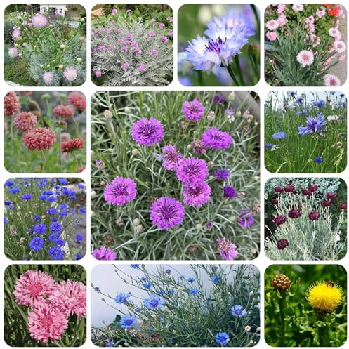 semi di fiordaliso decorativi resistenti balcone di fiordaliso da balcone tappezzante perenne resistente da giardino roccioso 500pcs