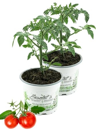 2er Set Balkontomate Siderno F1, Tomatenpflanze, Buschtomate