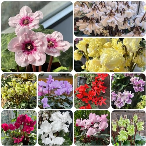 ciclamino ciclamino resistente semi rare, recisi di ciclamino rampicanti resistenti, biologici decorazioni, esotiche 25pcs