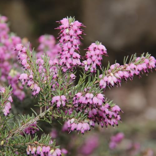 semillas de brezo, cortadas de brezo, resistentes para el jardín, sombra 100pcs
