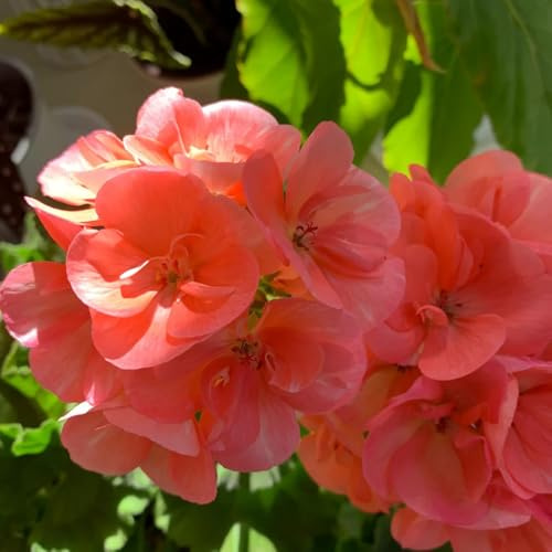 geranio - decorazione primaverili interno semi esotiche giardino resistenti al 500pcs
