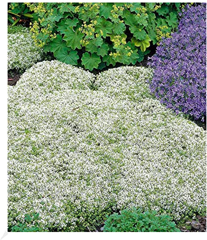 BALDUR Garten Winterharter Weißer Polsterthymian, 3 Pflanzen Thymus praecox albiflorus Polsterthymian Thymian Pflanze, blühende winterharte Staude, mehrjährig, bienenfreundlich, blühend