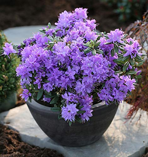 Zwerg Rhododendron Luisella 20-25cm - Rhododendron impeditum - Zwerg Alpenrose - lebende Gartenpflanze aus den Baumschulen