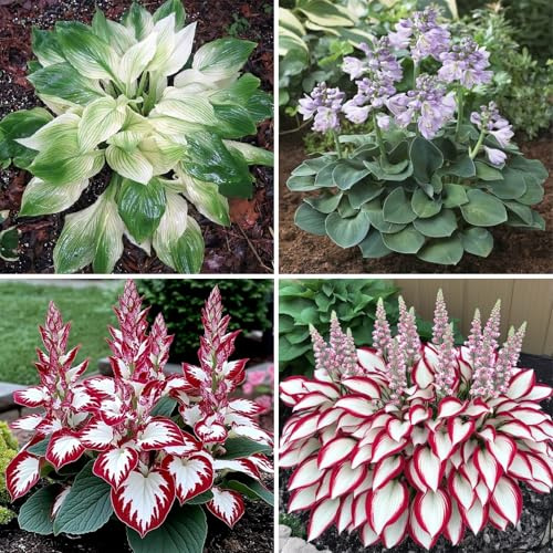 Hosta Buy: Winterproof Rhizomes - Beautiful Hosta for Shade & Sunside 15 Hosta Tuber F