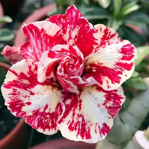 Die Wüstenrosen - (Adenium) Winterharte mehrjährige，Seltene Rosen，Einfach zu Pflegen，Schnelles Wachstum-mit Auffälligen Blüten (D, 1 Knolle)