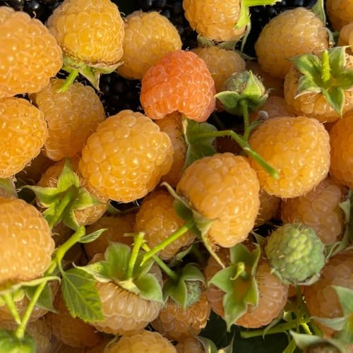 semillas de frambuesa - frambuesa - exóticas resistentes Las de jardín de rocas son resistentes, fresca, 125pcs