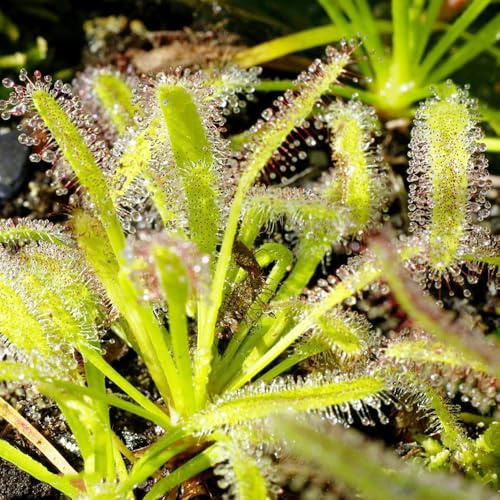 sonnentau bodendecker winterhart mehrjährig winterharte kübelpflanzen balkonpflanzen winterhart exotische zimmerpflanzen wildkräuter pflanzendeko kräuterpflanzen kräutersamen hochbeet 250samen