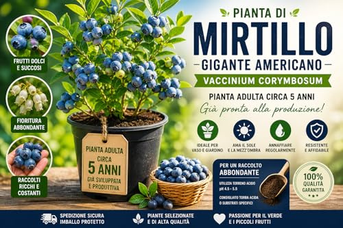 Pianta di Mirtillo Gigante Americano (Vaccinium corymbosum) – Pianta Adulta circa 5 Anni in Vaso – Varietà Produttiva – Ideale per Giardino e Balcone