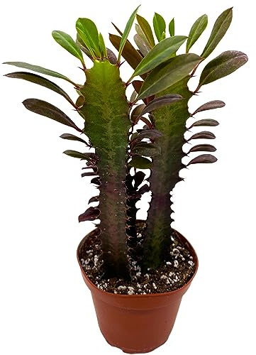 BubbleBlooms Red African Milk Tree, Euphorbia trigona 4 inch Pot, Red Cathedral Cactus Milktree