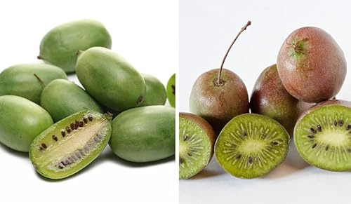 Bayernkiwi-Set, 2 großfrüchtige Jumbo-Sorten + männlichen Befruchter, im Topf, 60-100cm