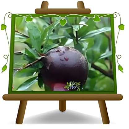 EURO PLANTS VIVAI Melograno Frutto Nero Dolce Pianta da Frutto