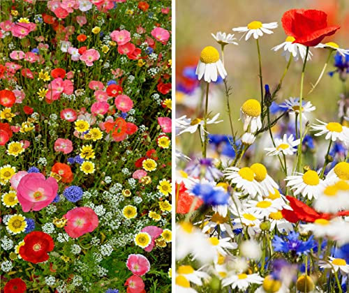 GBW Wildflower Seed Mix 20g - 100% Pure Wildflowers No Grass - Covers 10 m2 (110 ft2) - Premium Quality – 16 UK Varieties – Annuals & Perennials - Tailored to UK Climate – Trademark – 100% Refund