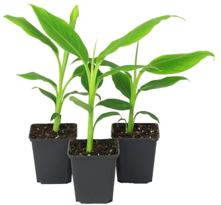 IFLO® Musa Basjoo winterharte Bananenpflanze – 3er Set, pflegeleicht, exotisch, frostfest bis -10°C, für Garten, Balkon & Zimmer – Größe 25-35cm