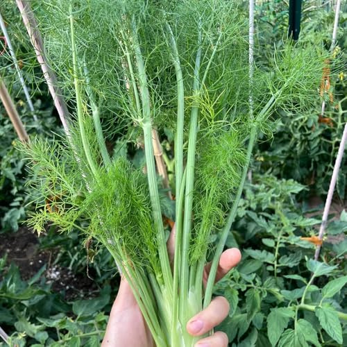 Semillas de eneldo, de jardín de rocas resistentes Anethum graveolens, de jardín de productos sostenibles 600pcs