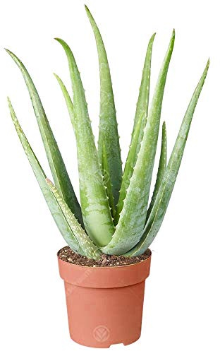 Aloe Vera | Luftreinigende Sukkulente Zimmerpflanze | 25-35 cm in Topf