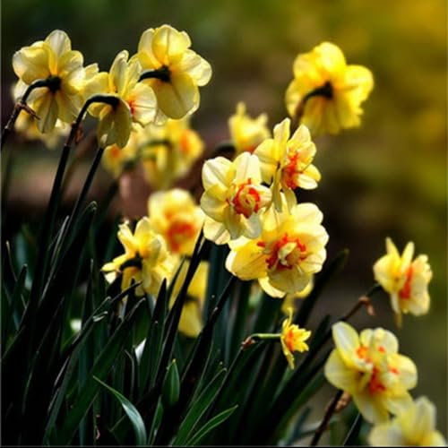 Daffodil Bulbs Strong Plants That Grow Well Crop Narcissus Bulbs for Planting Now UK Mix Golden Jade Carving Feels