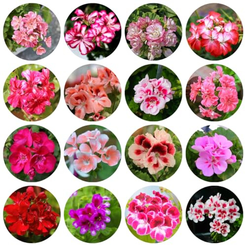 semi di geranio resistenti, decorazione soggiorno giardino a crescita rapida letto rialzato selvatici 800pcs