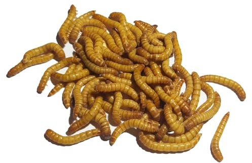 Mehlwürmer lebend 2 Kartons (2 x 1 kg) Einzelfuttermittel