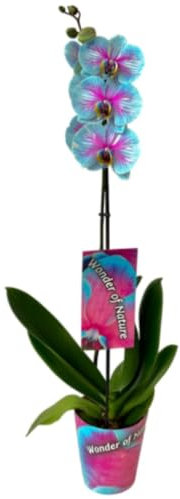 Planta natural Orquídea Phalaenopsis Bicolor, 70 cm. Planta con flores, elegante y duradera, ideal para interiores por su fácil cuidado. Segura Garden.