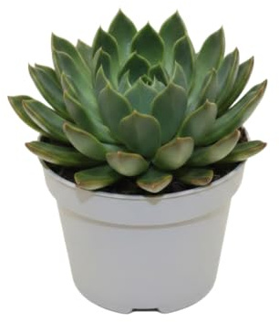Echeveria Pulidonis Rosa de Alabastro de DECOALIVE en Maceta 10 cm, Altura 10-15 cm, Suculenta Resistente para Terraza