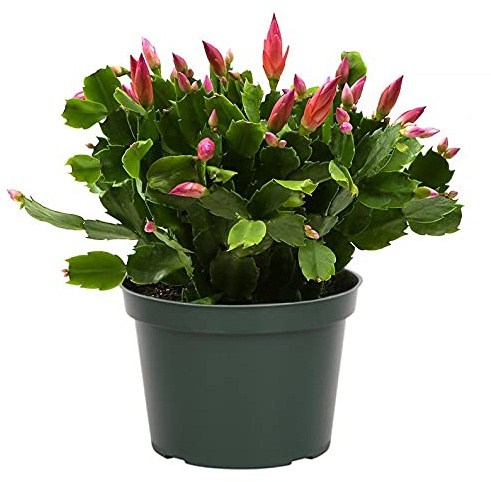 JM BAMBOO Pink Christmas Cactus in 6 inches Pot |Zygocactus|