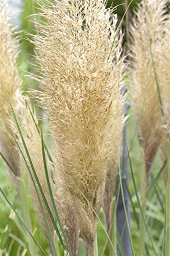 Cortaderia selloana 'Golden Goblin' Kompakt – Mehrjährig, Pflegeleicht – Pampasgras – Ziergras für Beet & Kübel