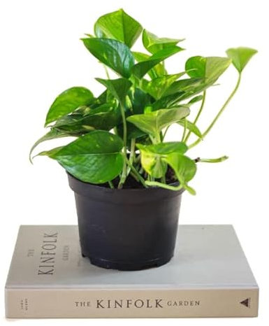 Poto Natural Planta de Interior Ideal para Iniciarse en la Jardinería