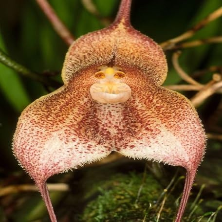 100 semi di orchidea marrone con faccia di scimmia