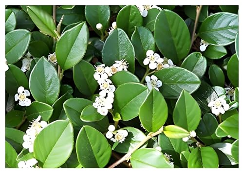 Stauden Gänge 50 x Cotoneaster dammeri 'Radicans' (Immergrün/Stauden/Staude/Mehrjährig/Gehölz/Bodendecker) Zwergmispel - Winterhart und Wintergrün - schnellwachsend - Bienenfreundlich