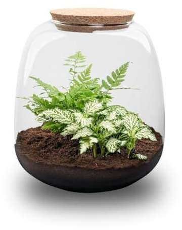 Exotenherz Jardín de botellas Kleine Emma – Terrario de plantas DIY – 20 cm de alto – con Fittonia White Tiger