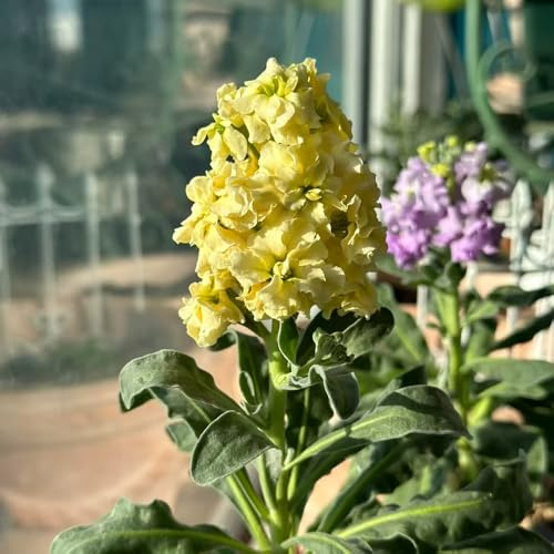 levkojen schnittblumen frühlingsblumen pflanzendeko zimmerpflanze blumensamen mehrjährig winterhart kräutersamen blumendeko wildkräuter exotische zimmerpflanzen indoor kräutergarten 120samen