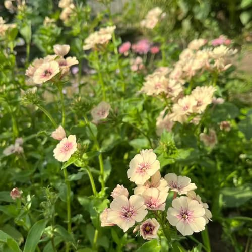 Phlox de alfombra - flox subulata de balcón semillas balcón semillas exóticas decoraciones jardín 150pcs