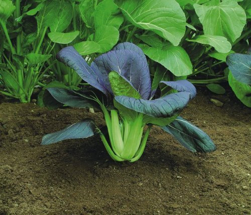 Just Seed - Vegetable - Pak Choi - Red F1-600 Seeds
