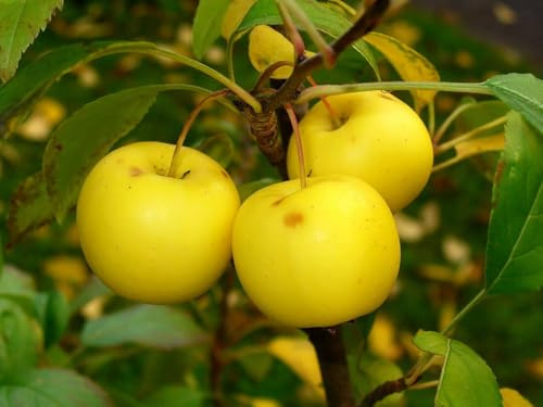 Holzapfel Malus sylvestris Pflanze 5-10cm Wildapfel Krabapfel Apfelbaum Apfel
