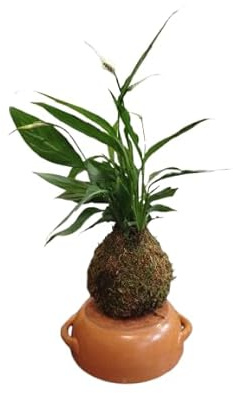 Decora tu Hogar con una Kokedama de Lirio de la Paz – Calidad by DECOALIVE