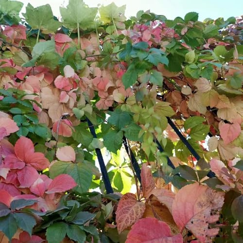 Parthenocissus tricuspidata raro giardino balcone tappezzante 420semi