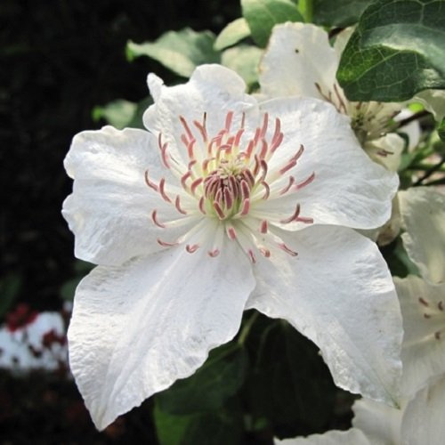 Clematis Destiny (skogsdreva) – vit och vinterhård – 1,5 liter kruka