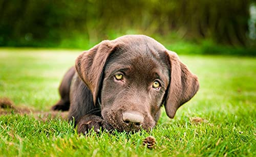 TAKKDWYZL 5D Diamond Painting Kit, DIY 5D Diamond Painting Kits für Erwachsene Kinder Brauner Labrador Hund Tier Malerei Kreuzstich Kunsthandwerk für Wohnwanddekoration