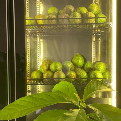 120 piezas semillas aguacate - jardín de resistentes para jardín, Las de son resistentes