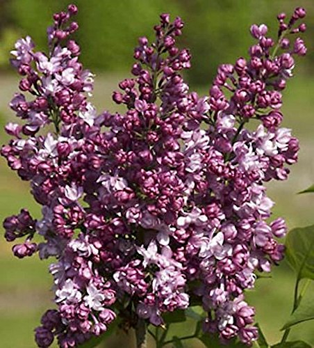 Edelflieder Perle von Stuttgart - Kircher-Collection 30-40cm - Syringa vulgaris - lebende Gartenpflanze aus den Baumschulen