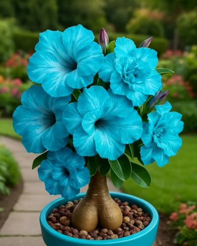 Rosa del Desierto Bulbos Decorativos – Añade un Toque Tropical a tu Espacio Verde-1Bulbos-B