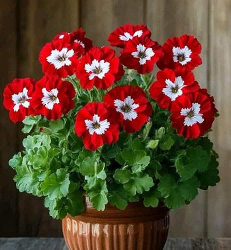 100 semi di geranio rosso